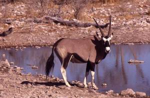 Parco Etosha : Un Orice