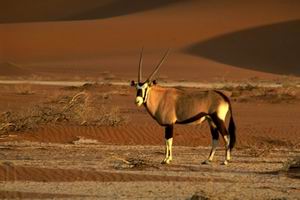 Orice nel Namib Desert