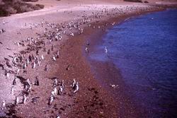 Punta Tombo