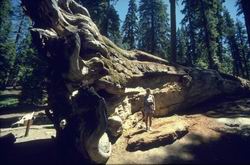 Fallen Angel Sequoia caduta