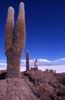 Salar di Uyuni dall' Isla del Lomo pescado