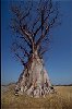 Un Baobab