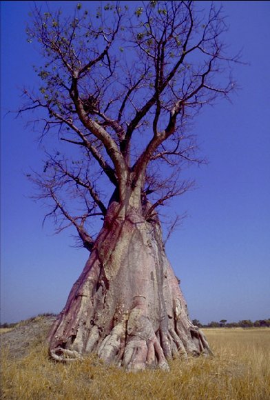 baobab.jpg (97579 byte)