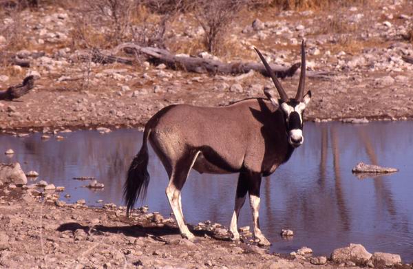 Parco Etosha : Un Orice