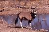 Parco Etosha : Un Orice