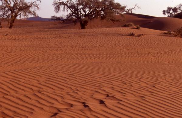 Namib Desert