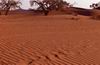 Namib Desert