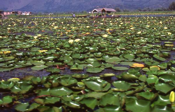 Srinagar : Lago Dal