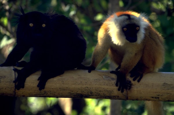 lemuri.jpg (40717 bytes)