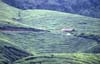 Cameron Highlands: piantagioni di tè