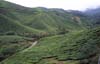 Cameron Highlands: piantagioni di t