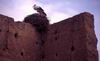 Cicogna a Marrakech