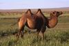 Khongoriin Els: cammello
