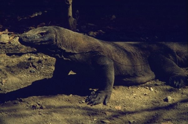 Varano di Komodo