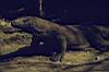 Varano di Komodo
