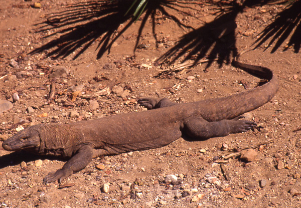 Varano di Komodo