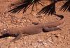 Varano di Komodo
