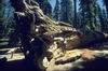 Yosemite : Fallen Angel
