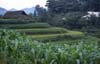 Bac ha : risaie